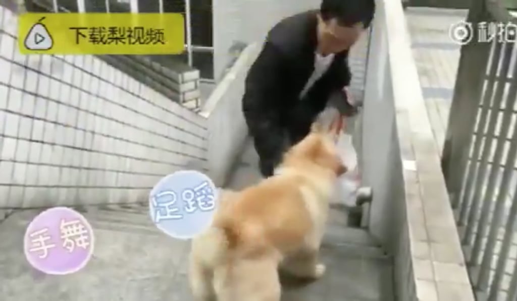 Xiongxiong pictured meeting his master in a still from a video report. Photo: Pear Video Xiongxiong pictured meeting his master in a still from a video report. Photo: Pear Video