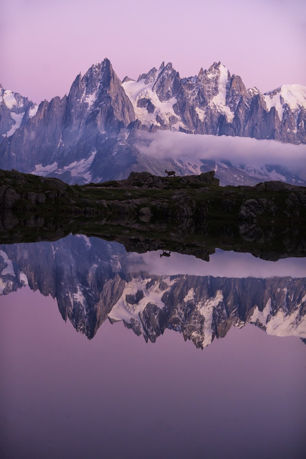 A female Ibex, reflected in the crystal clear waters of les chesery in the french alps