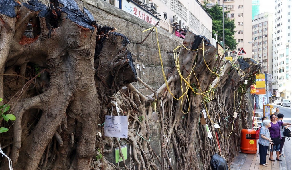 Trees were cut down from Bonham Road in 2015 after two people were injured following a tree at the site crashing down. Photo: K. Y. Cheng