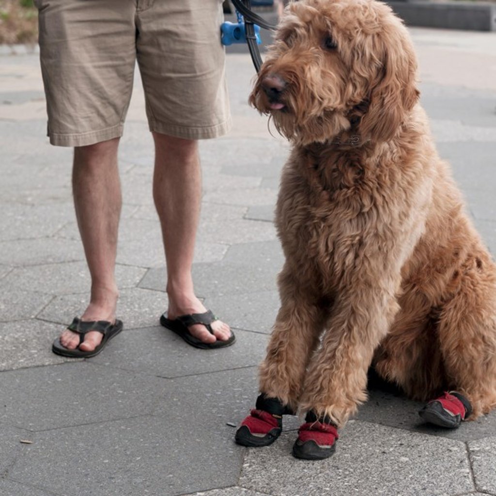 Dog shoes are no help when it comes to cooling down. Photo: Alamy