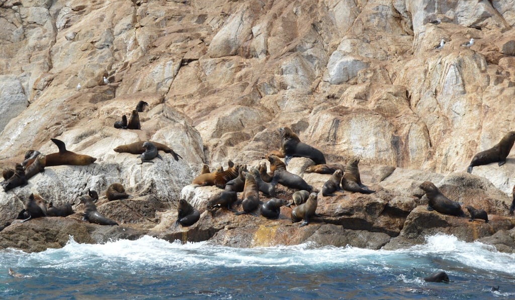 Australian fur seals on the Ile des Phoques. Photo: Cameron Wilson