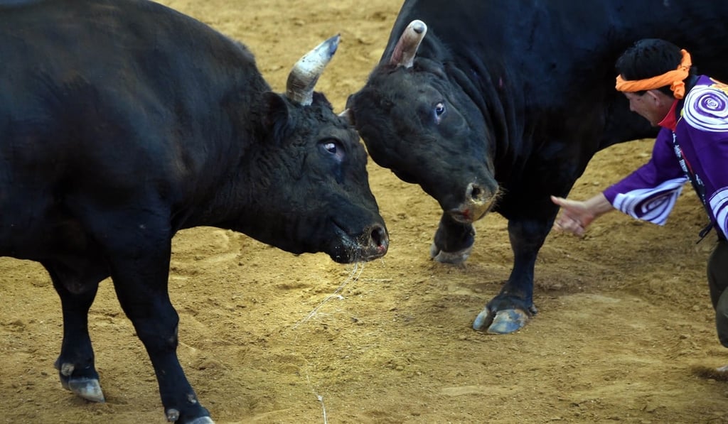 Giant bulls fight during a bullfighting event in Uruma, Okinawa prefecture. Photo: AFP
