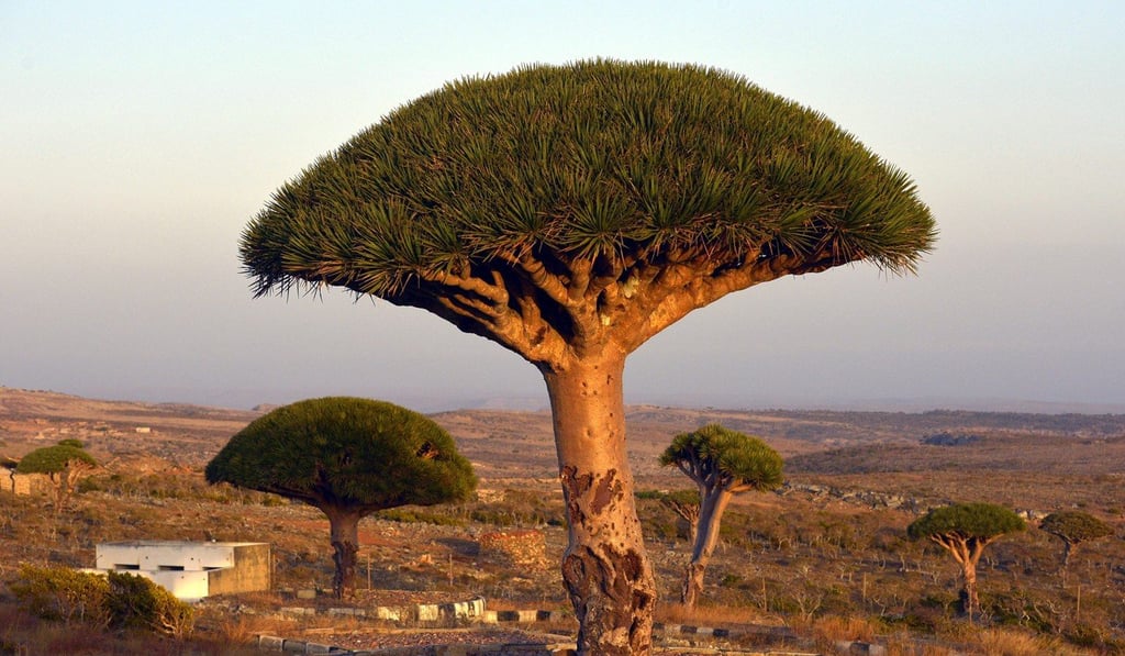 Dragon blood trees on the island of Socotra, in the Indian Ocean, some 400km off Yemen's coast. Photo: EPA
