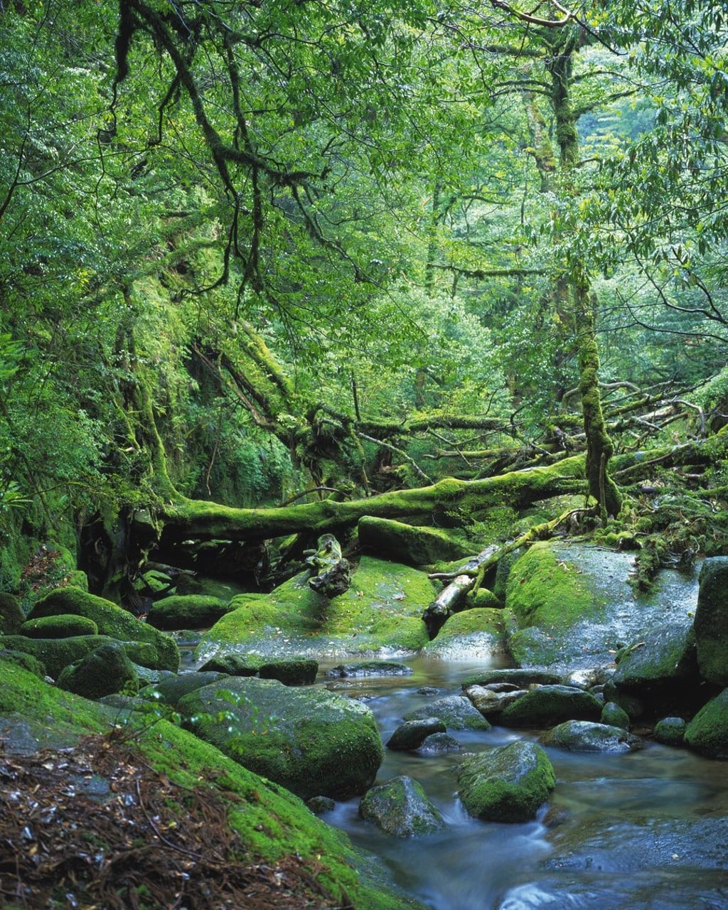 Yakushima island offers picturesque scenery. Photo: Thinkstock Yakushima island offers picturesque scenery. Photo: Thinkstock