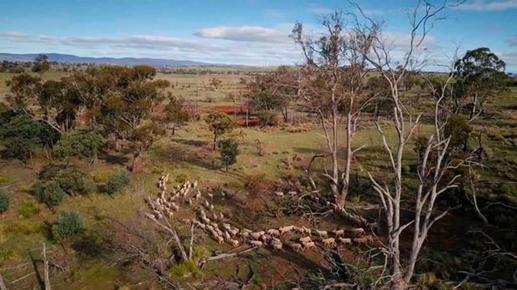 Livia Firth travelled to Tasmania to meet some of Australia’s top merino wool growers and learn about the production of wool. Photo: Andrew Morgan/Eco Age