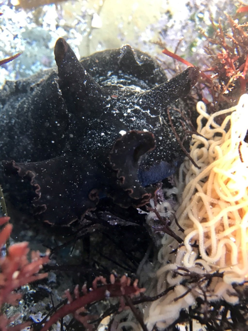 A California sea hare. Photo: US National Park Service
