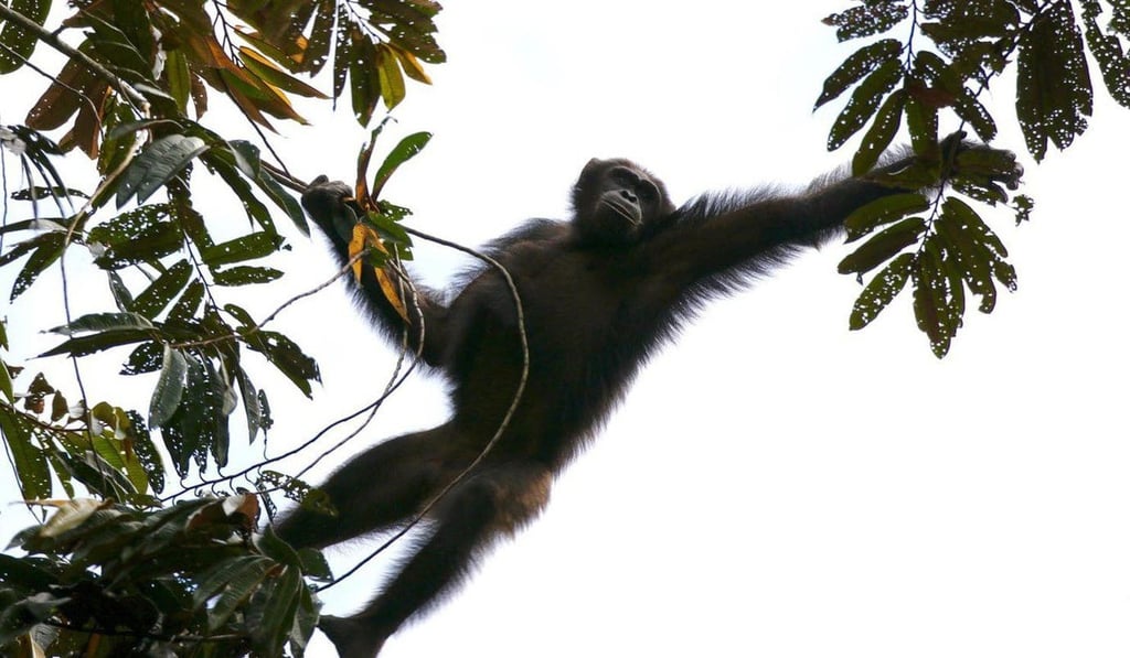 Constructing a new nest is a nightly ritual for chimpanzees. Photo: Emma Stokes – Wildlife Conservation Society. Constructing a new nest is a nightly ritual for chimpanzees. Photo: Emma Stokes – Wildlife Conservation Society.