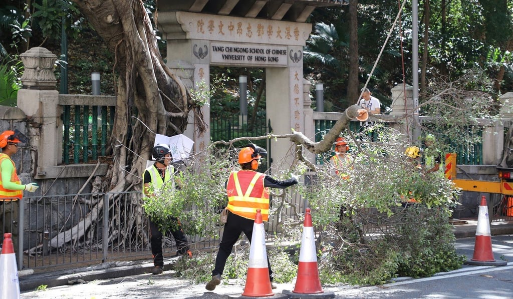 Workers started cutting down the trees at about 3pm. Photo: Edward Wong