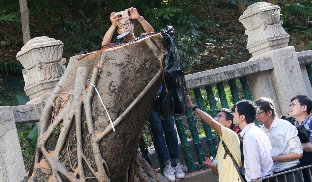 Only the buttress roots of the two trees remain. Photo: David Wong