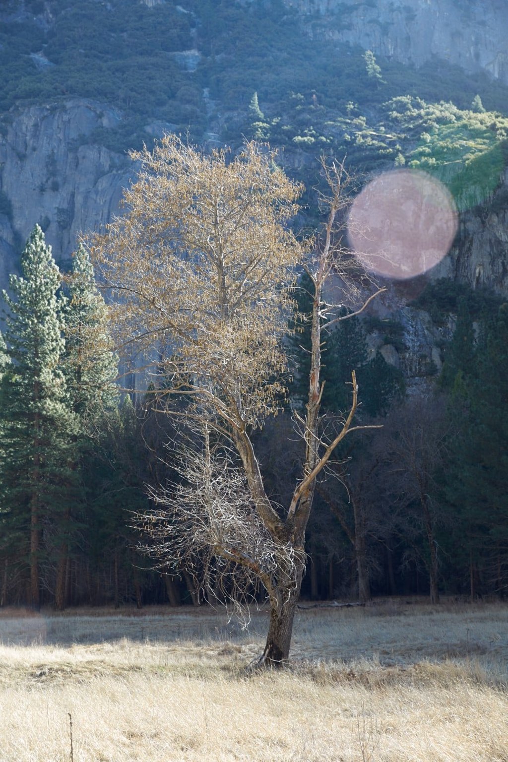 ‘Tree’ (2015). Photo: Catherine Opie/courtesy of Regen Projects, Los Angeles and Lehmann Maupin, New York and Hong Kong