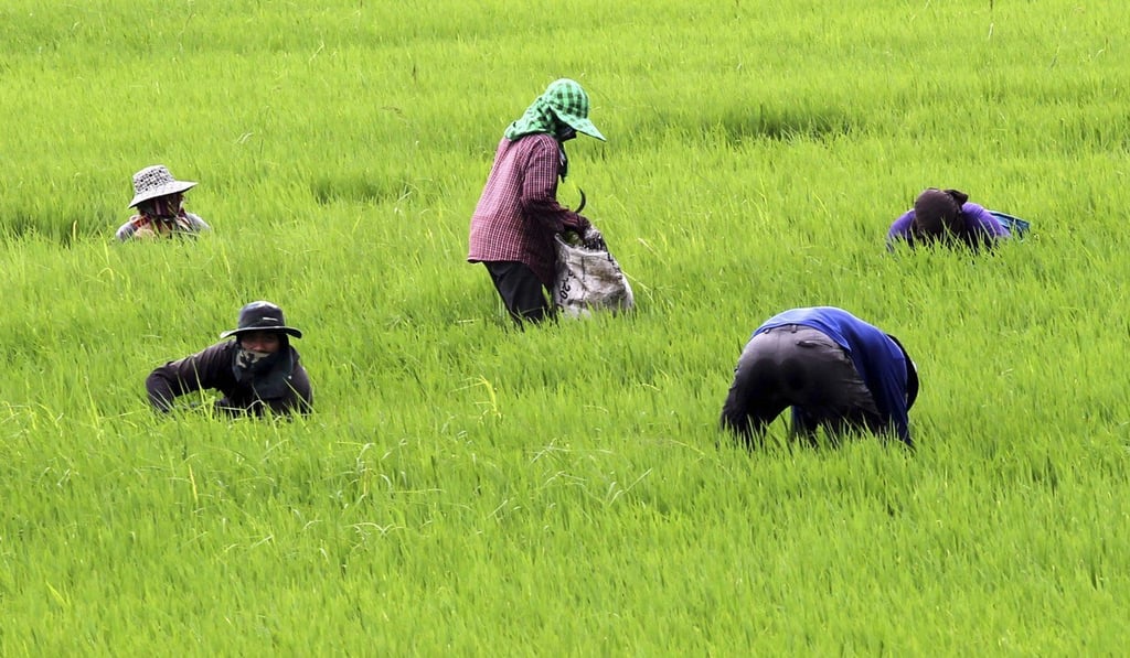 Farmers tend a rice field in Ayutthaya province, central Thailand. Photo: AP Farmers tend a rice field in Ayutthaya province, central Thailand. Photo: AP
