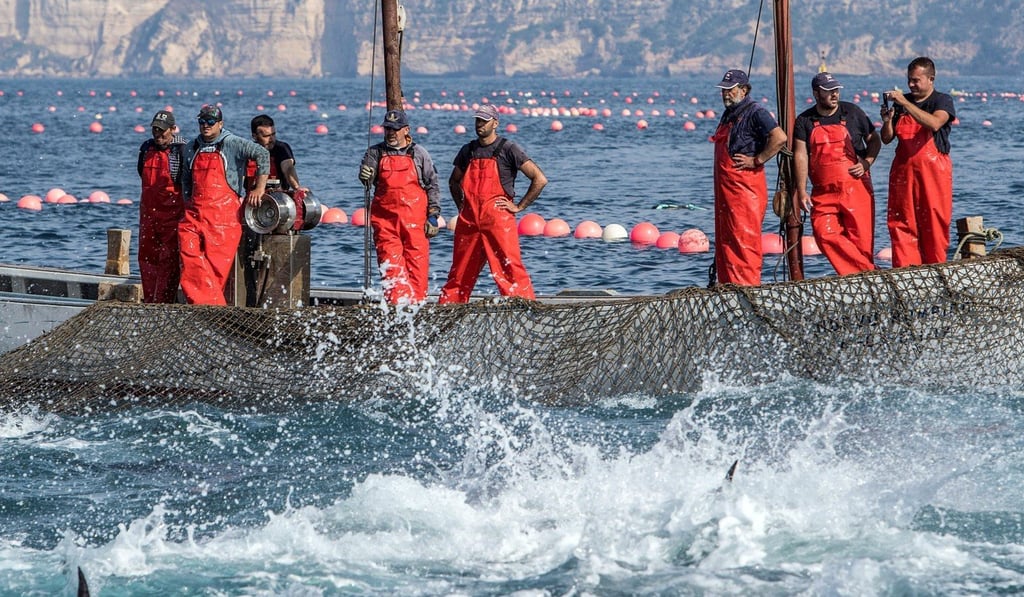 Spanish fishermen take part in traditional tuna fishing called the “almadraba” off Barbate, Southern Spain, on Monday. Photo: EPA Spanish fishermen take part in traditional tuna fishing called the “almadraba” off Barbate, Southern Spain, on Monday. Photo: EPA