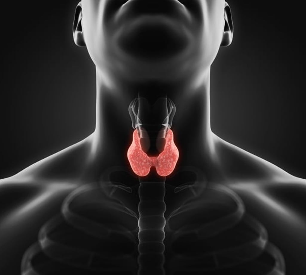 The thyroid is a butterfly-shaped organ located at the base of your neck. Photo: Alamy