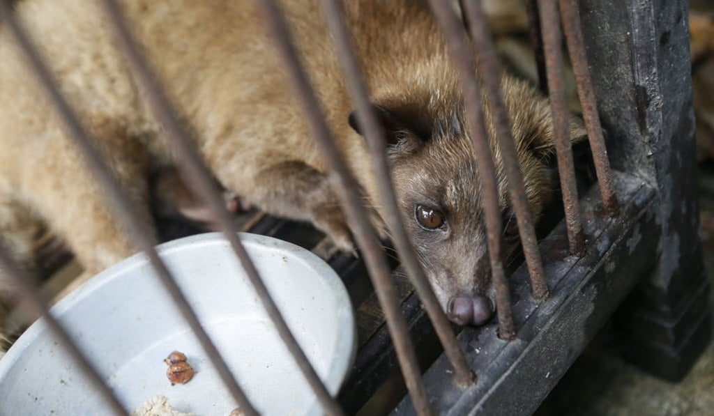 A civet looks out from a cage at a civet coffee farm in Bali, Indonesia. Picture: EPA