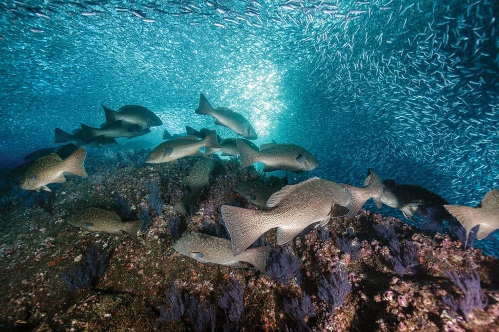 Groupers gather in the waters. Earle has dived into the waters of Cabo Pulmo at least a dozen times over the years, and each time she sees something she has not seen before. Groupers gather in the waters. Earle has dived into the waters of Cabo Pulmo at least a dozen times over the years, and each time she sees something she has not seen before.