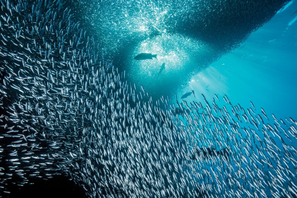 Sardines and groupers gather for feeding time at the Cabo Pulmo National Marine Park. Sardines and groupers gather for feeding time at the Cabo Pulmo National Marine Park.