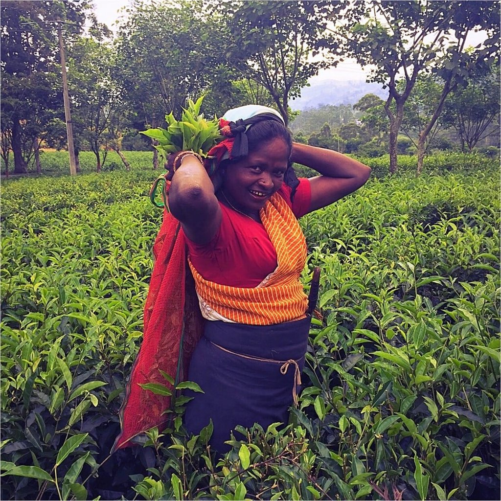 Plantations stretch far and wide in Sri Lanka’s Tea Country.