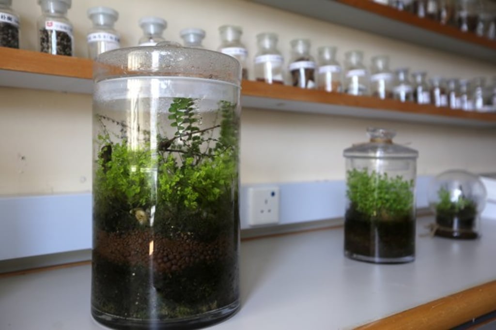 Ferns in a glass jar at the Chinese Foundation Secondary School in Siu Sai Wan. Photo: Xiaomei Chen