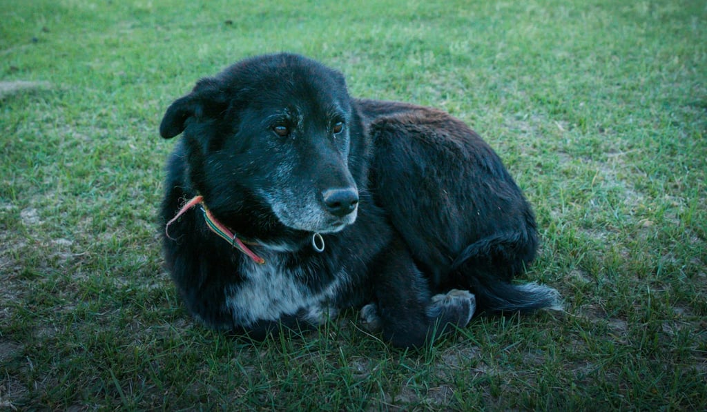 U.B the dog has a rest while travelling 80,000km across Mongolia. Photo: Andrew King U.B the dog has a rest while travelling 80,000km across Mongolia. Photo: Andrew King