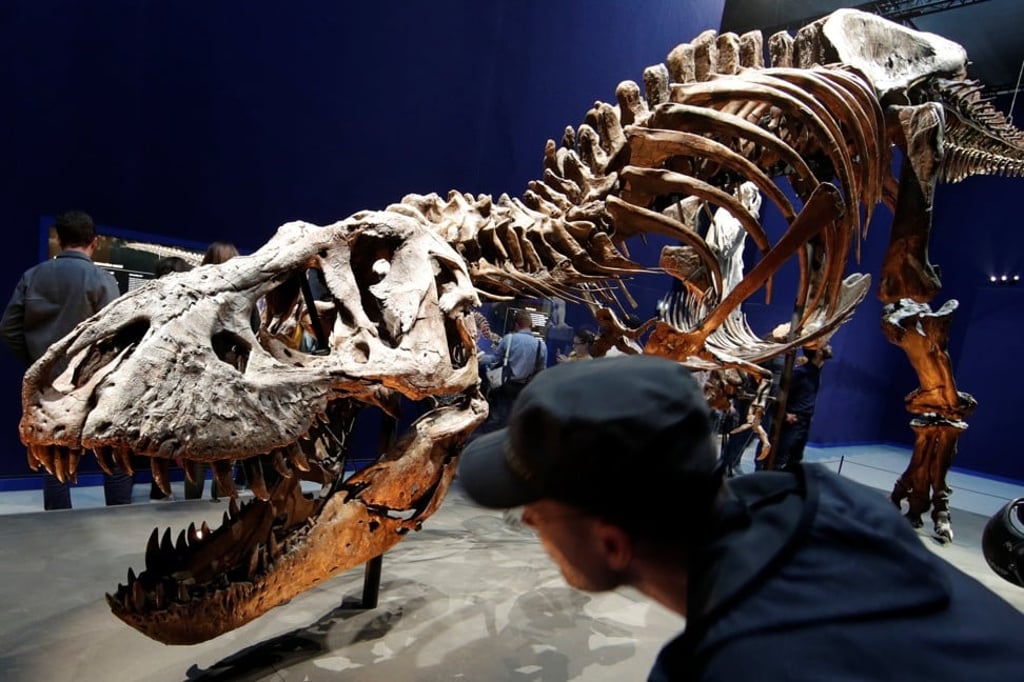A visitors looks at the 67 million-year-old skeleton of a Tyrannosaurus rex dinosaur, named Trix, at the French National Museum of Natural History in Paris. Photo: Reuters