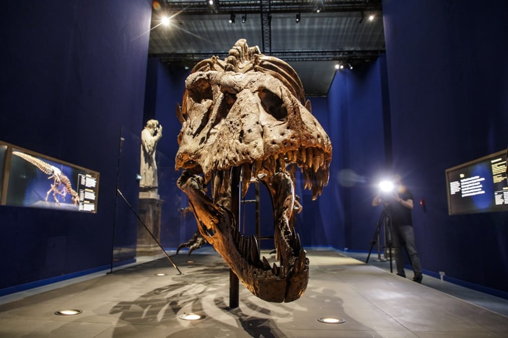 The 67-million-year-old skeleton is one of the most complete Tyrannosaurus rex skeletons worldwide. Photo: EPA