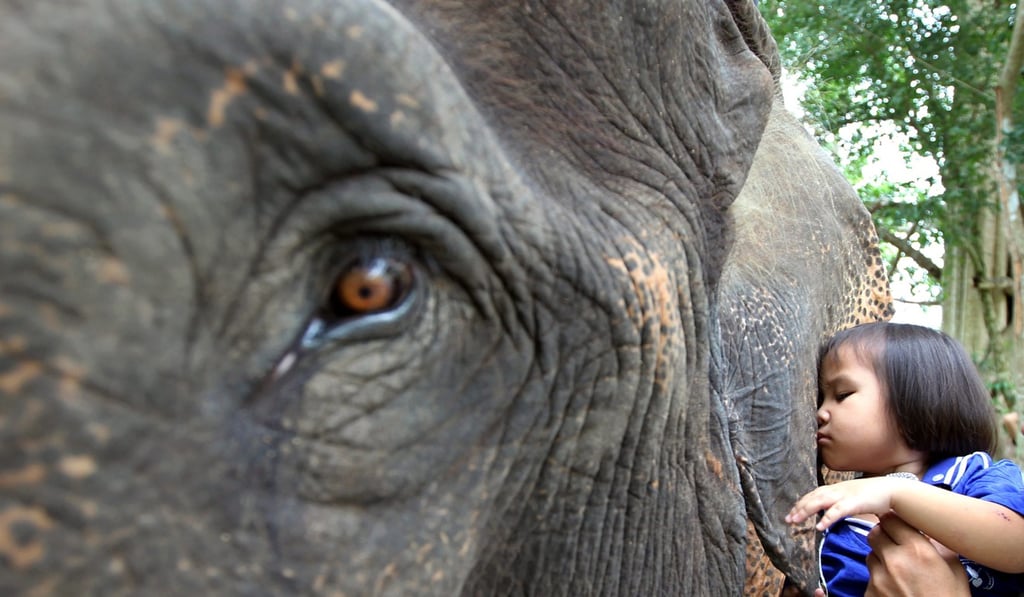 The crash happened near the Thai Elephant Conservation and Training Centre. Photo: Handout