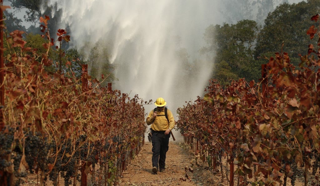 A firefighter walked between grape vines over a wildfire burning near a winery in October 2017 in California. Photo: AP