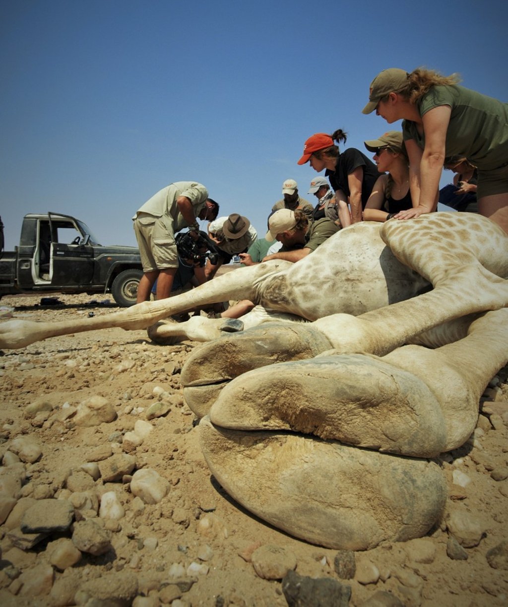 A giraffe is fitted with a collar. Photo: Courtesy of Fennessy, Giraffe Conservation Foundation