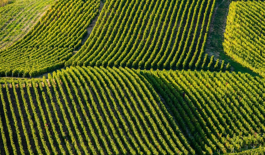 Vineyards in the Champagne region of France. Photo: Shutterstock