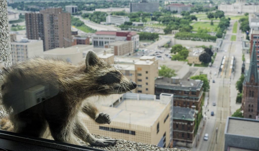 Raccoon stretches on the window sill of the Paige Donnelly Law Firm on the 23rd floor of the UBS Tower in St. Paul. Photo: AP