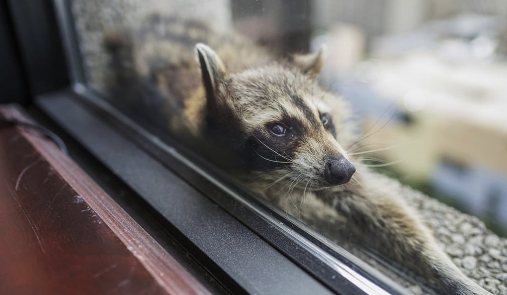 Raccoon stretches on the window sill of the Paige Donnelly Law Firm on the 23rd floor of the UBS Tower in St. Paul. Photo: AP