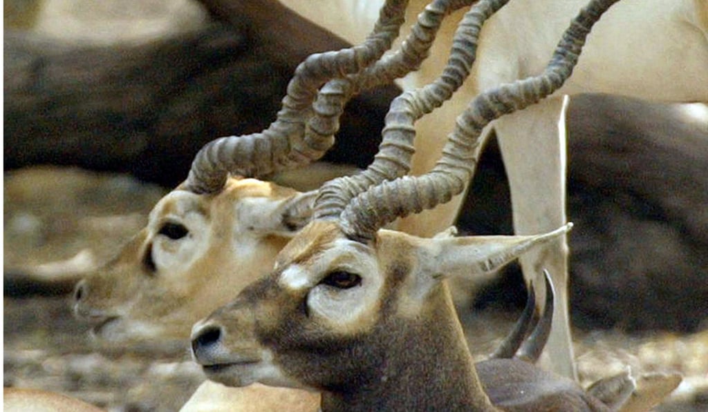 Black buck antelopes. Photo: AP