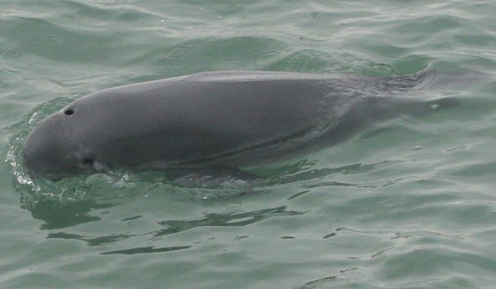 The finless porpoise. Photo: Hong Kong Dolphin Conservation Society