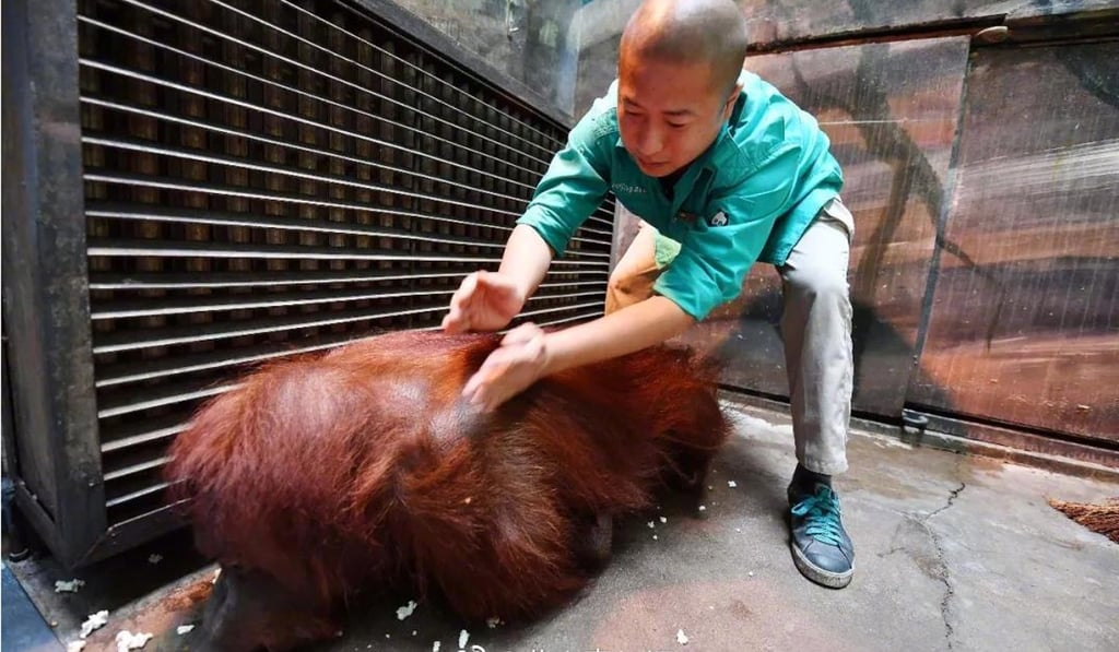 Keeper Wang Zheng uses massage to improve Pang Pang’s condition. Photo: Weibo