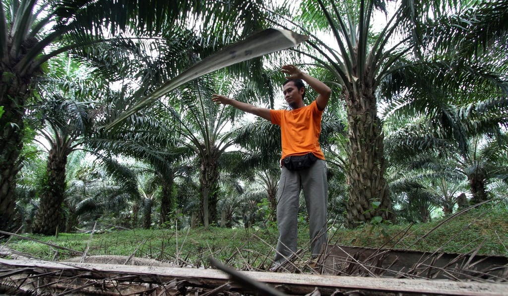 A farmer works at a palm oil plantation in Malaysia. Production of high-demand palm oil is blamed for a variety of ill effects, from air pollution and soil erosion to the loss of critical habitat for endangered species. Photo: AFP