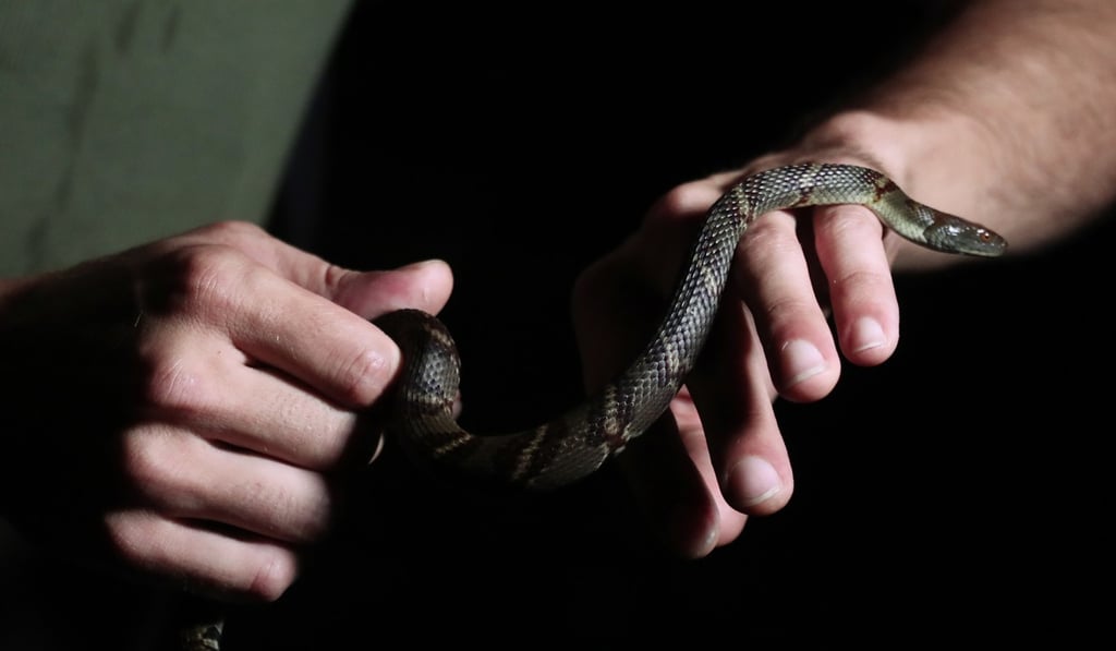 A diamondback water snake. Photo: Jonathan Wong