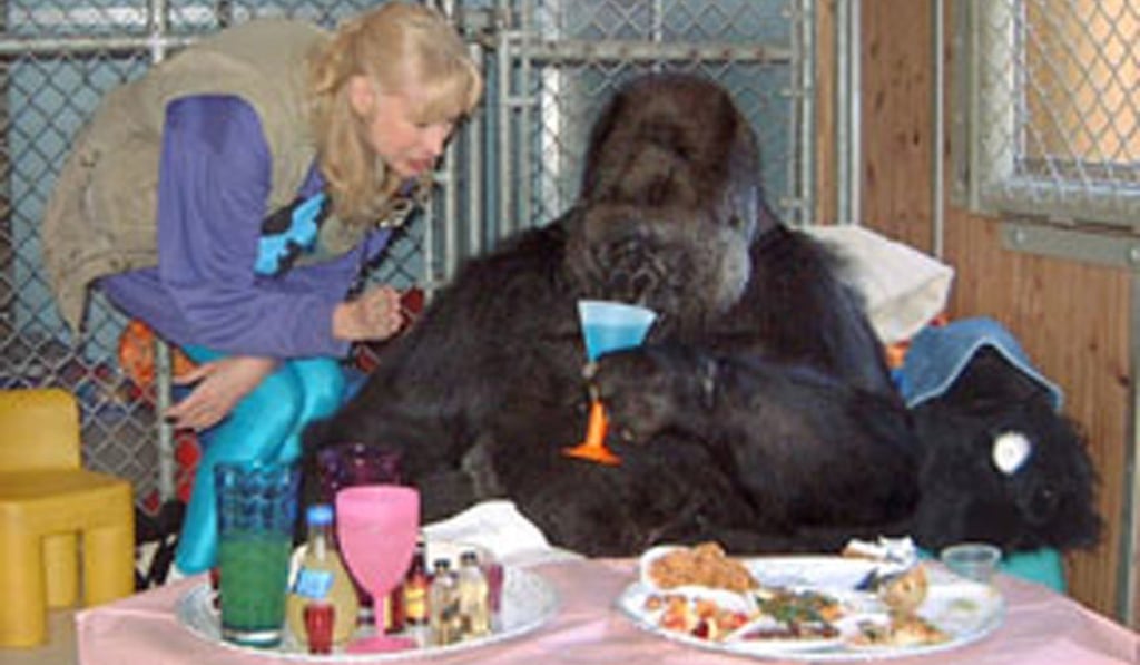 Koko celebrating her 30th birthday in 2001 with the animal psychologist Francine Patterson, who taught Koko how to sign. Photo: Gorilla Foundation via AP