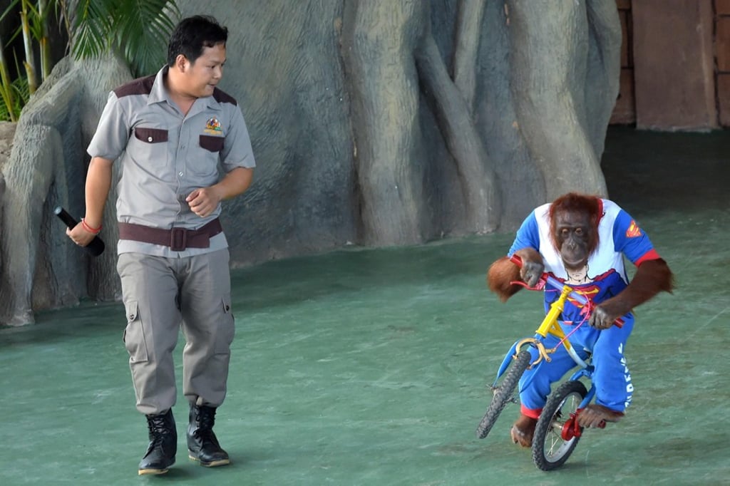 An orangutan rides a bicycle. Photo: AFP