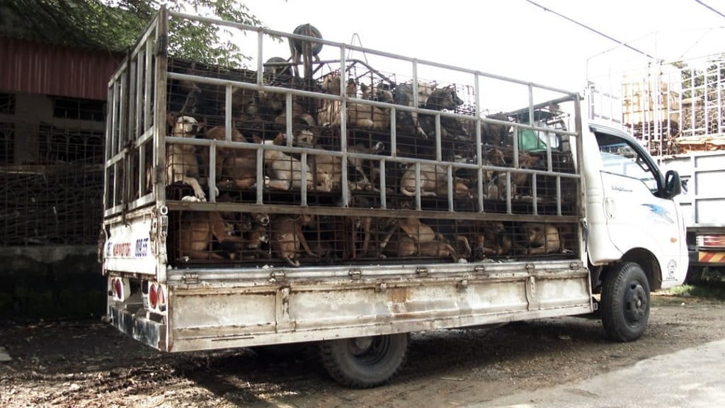 Dog meat is often on the menu because it is thought to be a health tonic. Photo: World Dog Alliance