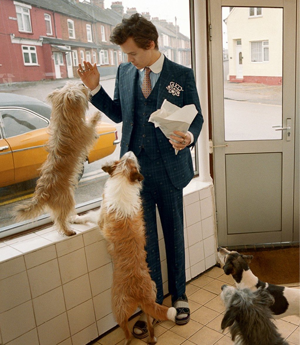 Adorable dogs are featured in Harry Styles’ campaign for Gucci. Adorable dogs are featured in Harry Styles’ campaign for Gucci.