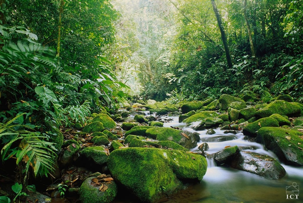 Tropical Costa Rica is awash with rare animals and birds, so safaris are plentiful, varied and unparalleled.