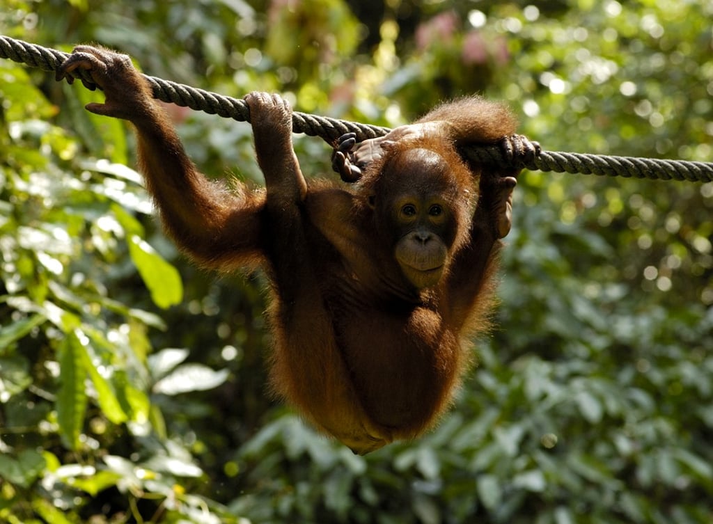 Orangutans can be seen in their natural habitat in Borneo.