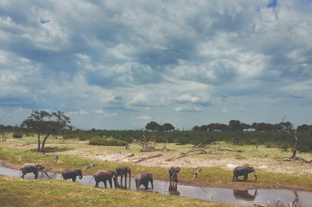 Elephants drink at the watering hole beside the renovated Belmond Savute Elephant Lodge in Botswana.