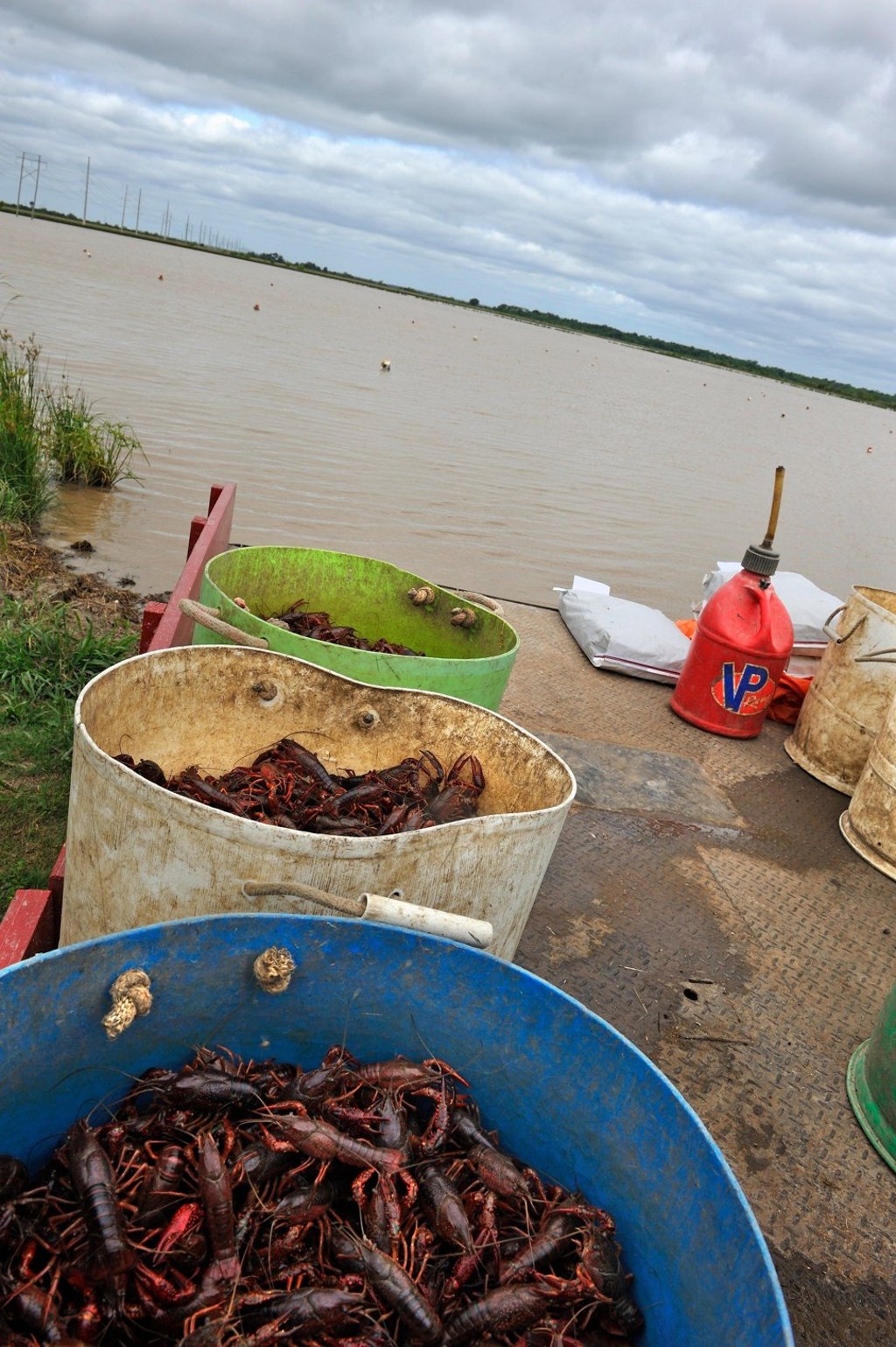 Crayfish were introduced to China by Japanese who kept the crustaceans as pets in the 1930s. Photo: Alamy