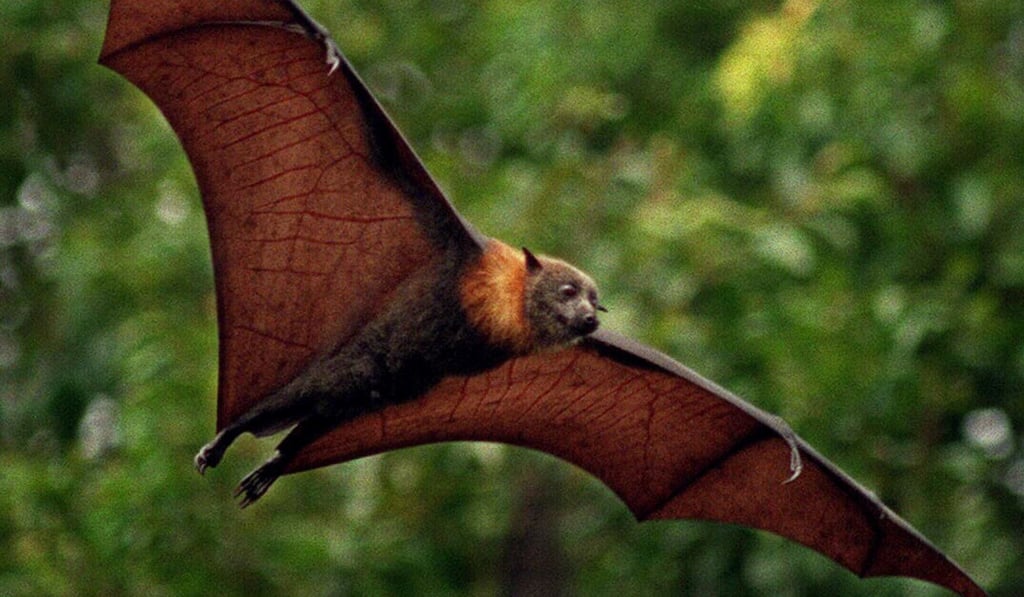 A fruit bat,\ takes off from Royal Botanical Garden in Sydney. Photo: News Ltd