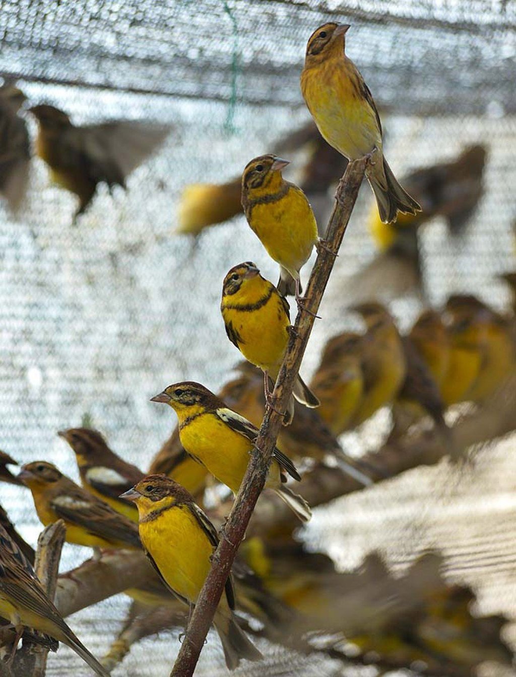 Experts have claimed that there is an illegal trade in the yellow-breasted buntings. Photo: Huang Qiusheng
