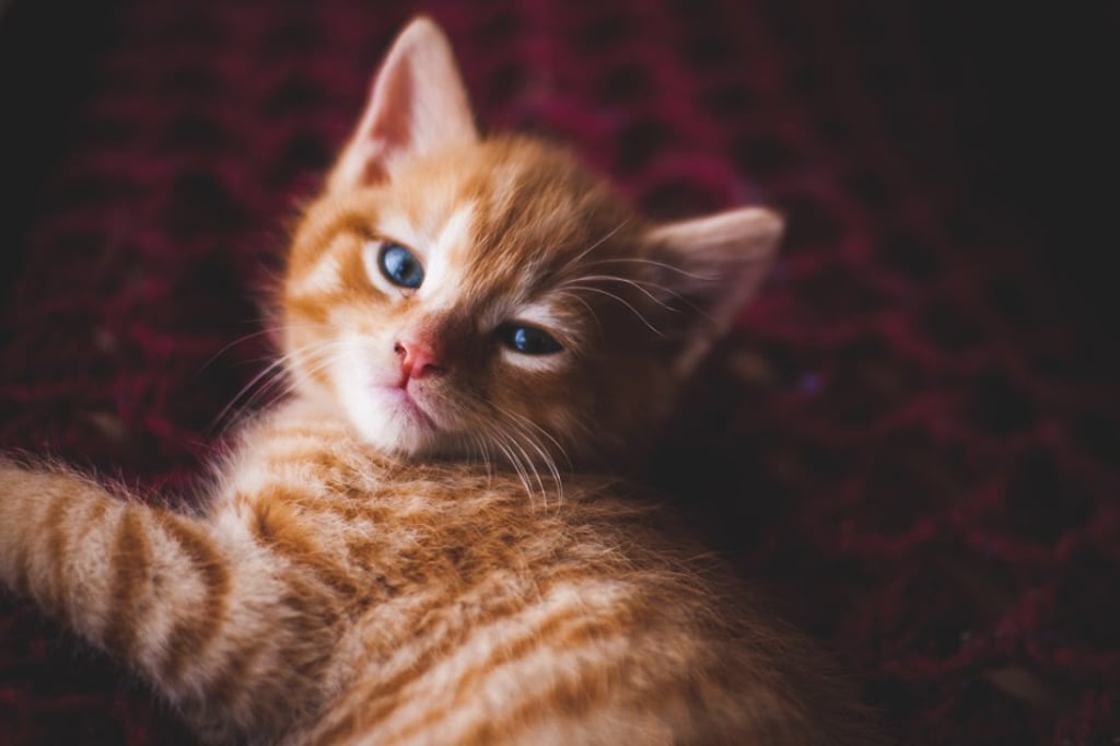 Look into the eyes of your master. Photo: Matthew Larkin/Unsplash Look into the eyes of your master. Photo: Matthew Larkin/Unsplash