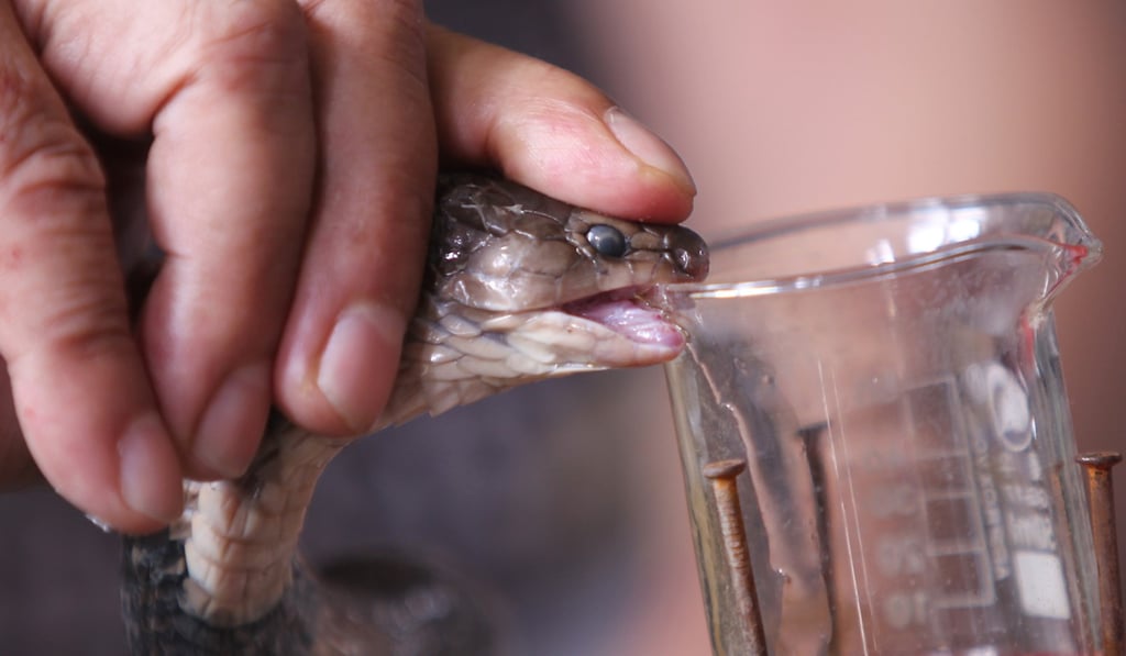 Business is writhing in a Chinese village charmed by 3 million snakes |  South China Morning Post