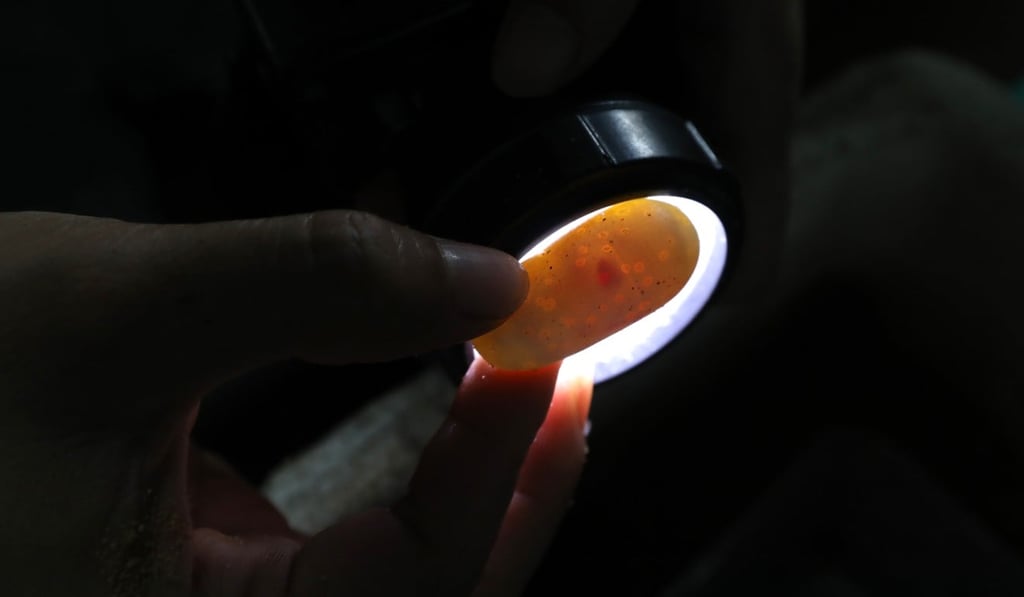 Yang Xiaoxia uses a flashlight to check the health of a snake embryo. Photo: Simon Song