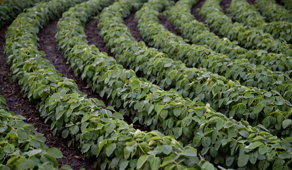 China has imposed tariffs on imports of US soybean and might encourage importers to find alternative supplies. Photo: Bloomberg